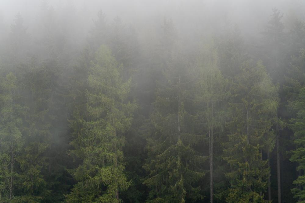Spring rain in the forests of Carinthia, Austria