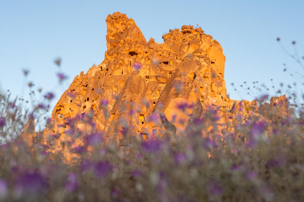 Wild flowers at Uçhisar, Cappadocia, Turkey