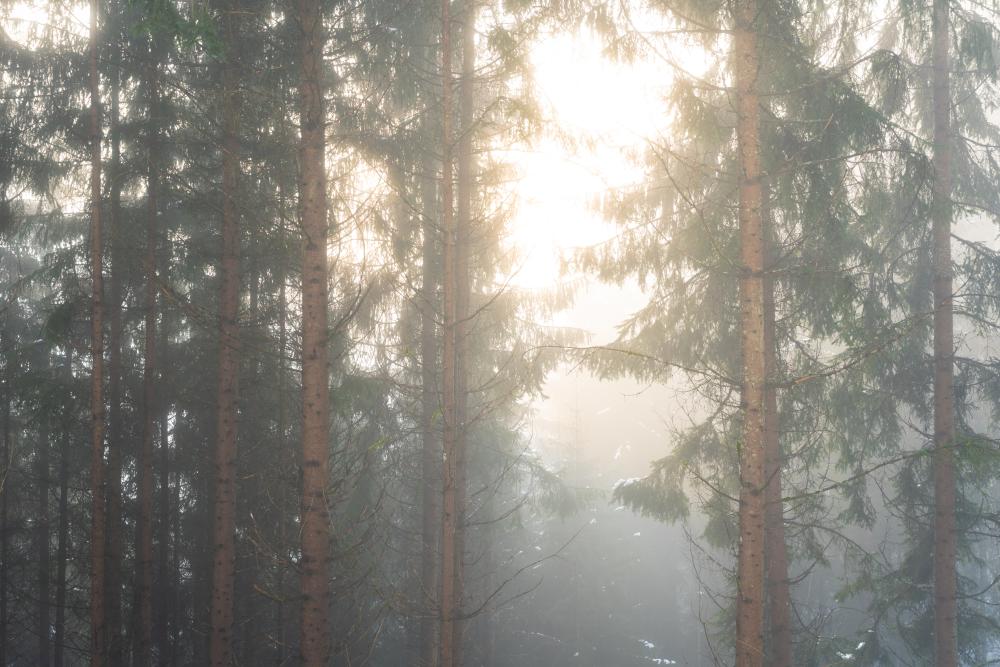 Light and fog in the forest, Magdalensberg, Austria