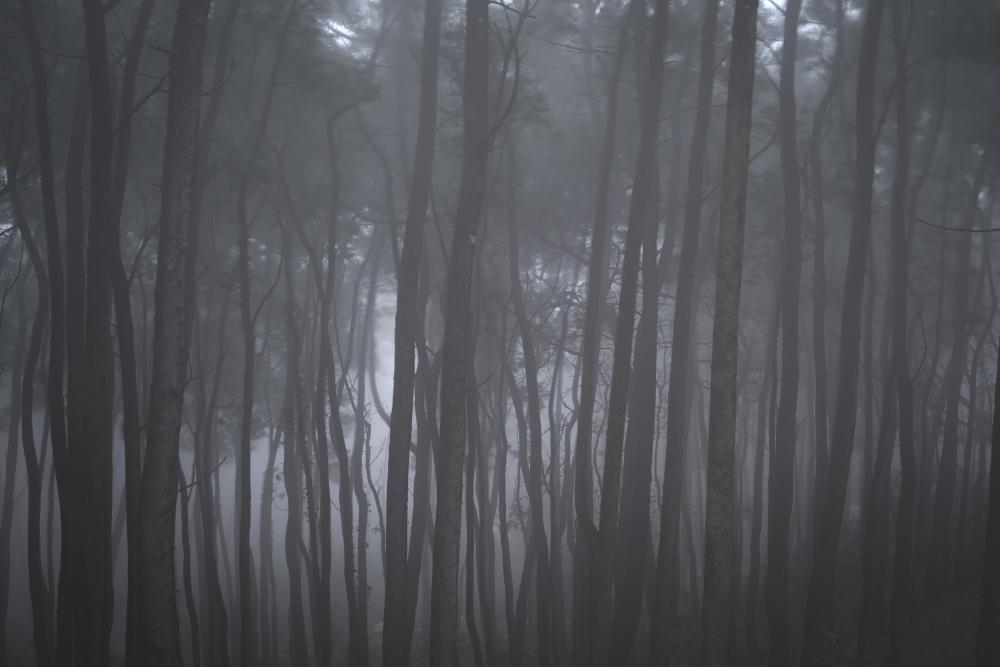 Fog rolling through the forests of Sintra, Portugal