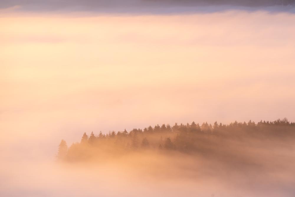 Morning fog through the forest, Carinthia, Austria