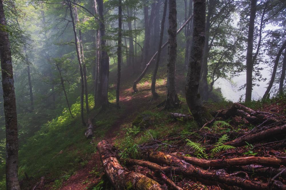 Misty forest in Lagodekhi National Park, Georgia