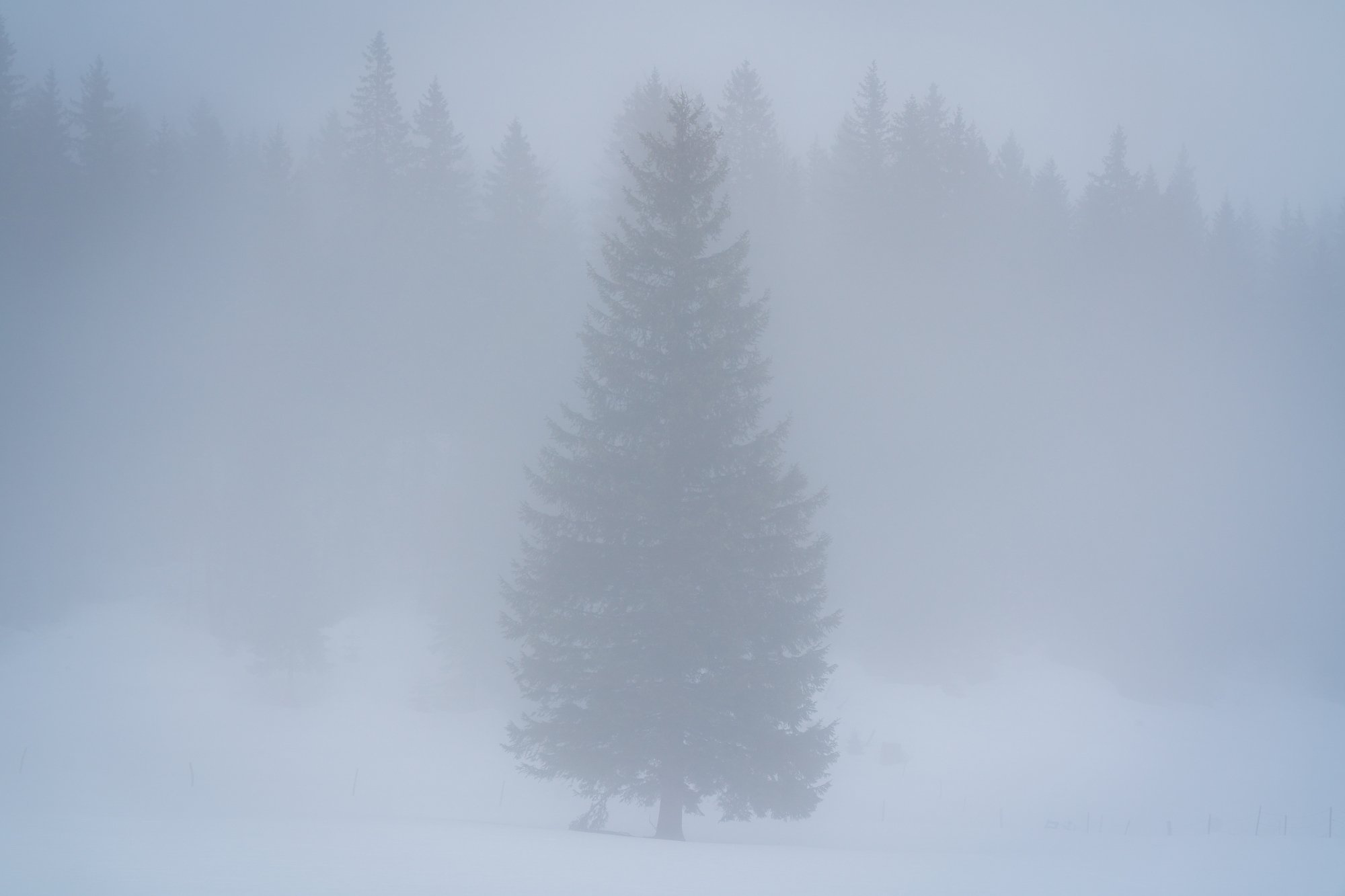 A lone tree standing out in the fog, Slovenia