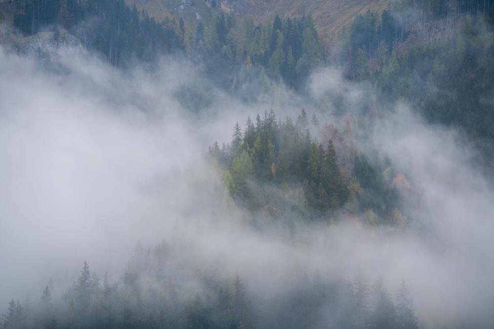 Fog rolling through the forest, Austria