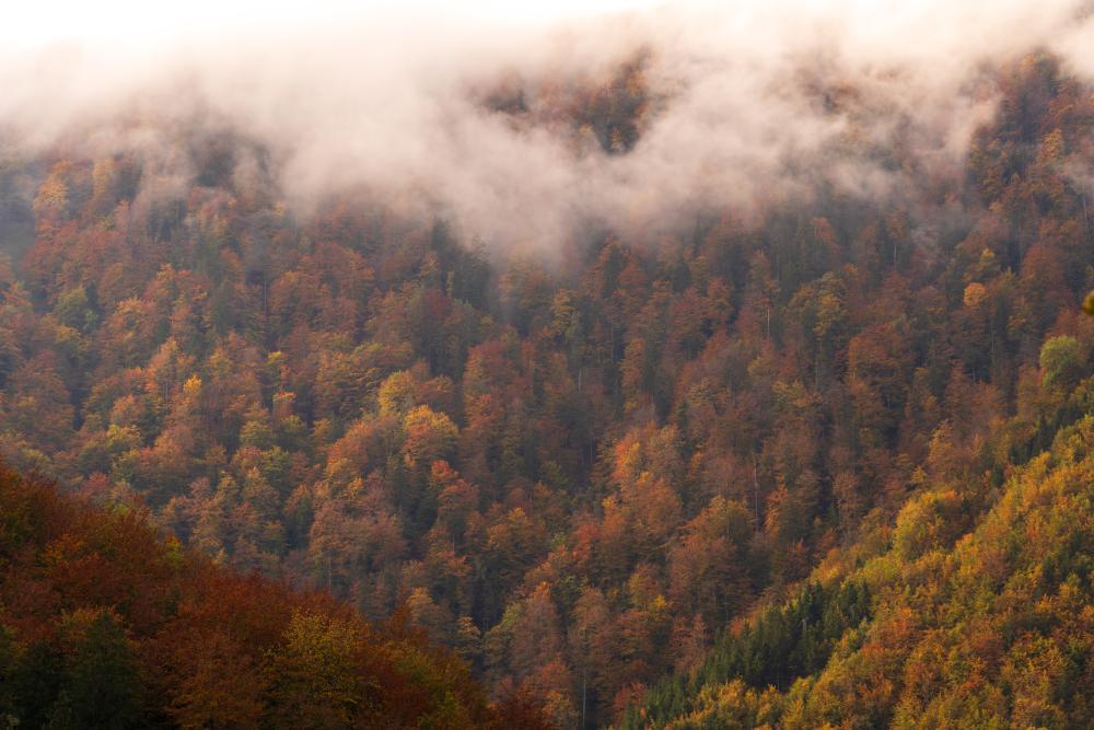 Fog hanging over the Kalkalpen mountains, Austria