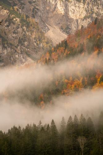 Fog rolls through the autumn pines in Kalkalpen National Park, Austria