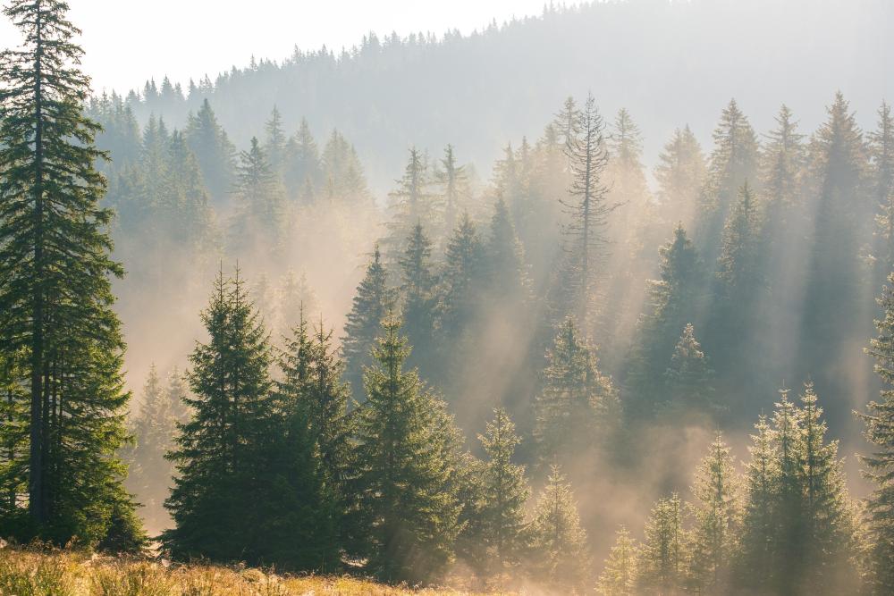Light and shadows in the midst of the pines, Romania