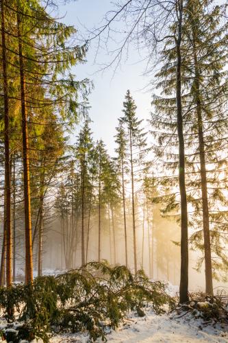 Warm sun penetrating the foggy forests of Magdalensberg, Carinthia, Austria