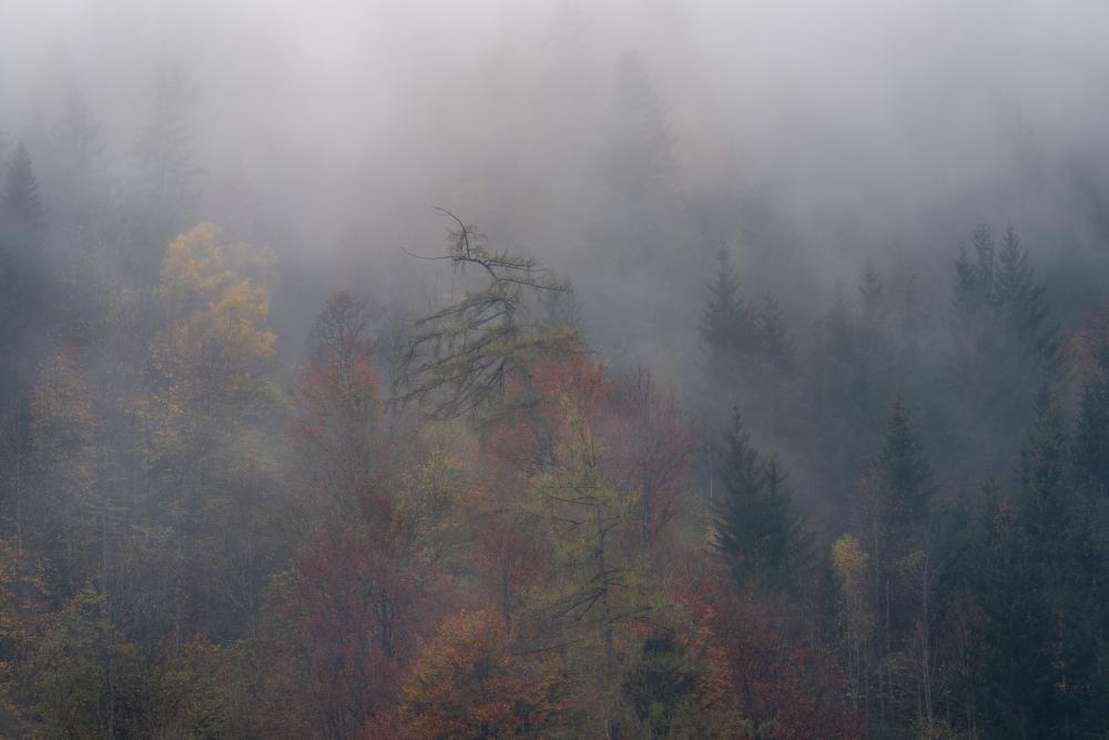 An ancient tree, Johnsbach, Austria