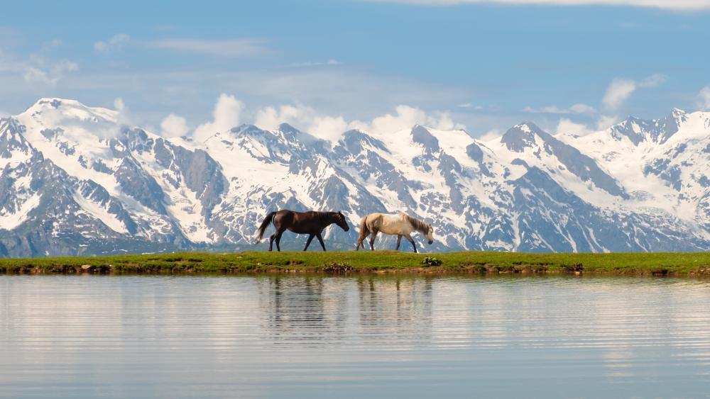 Horses at Koruldi Lakes, 2700M high, Georgia