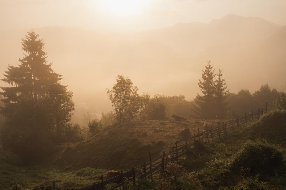 Foggy sunrise in Romania with sleepy cows