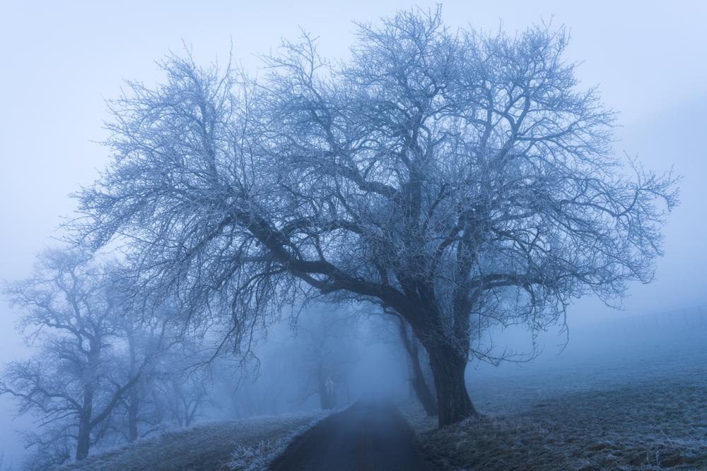 Frozen tree in winter fog on Schnabelberg