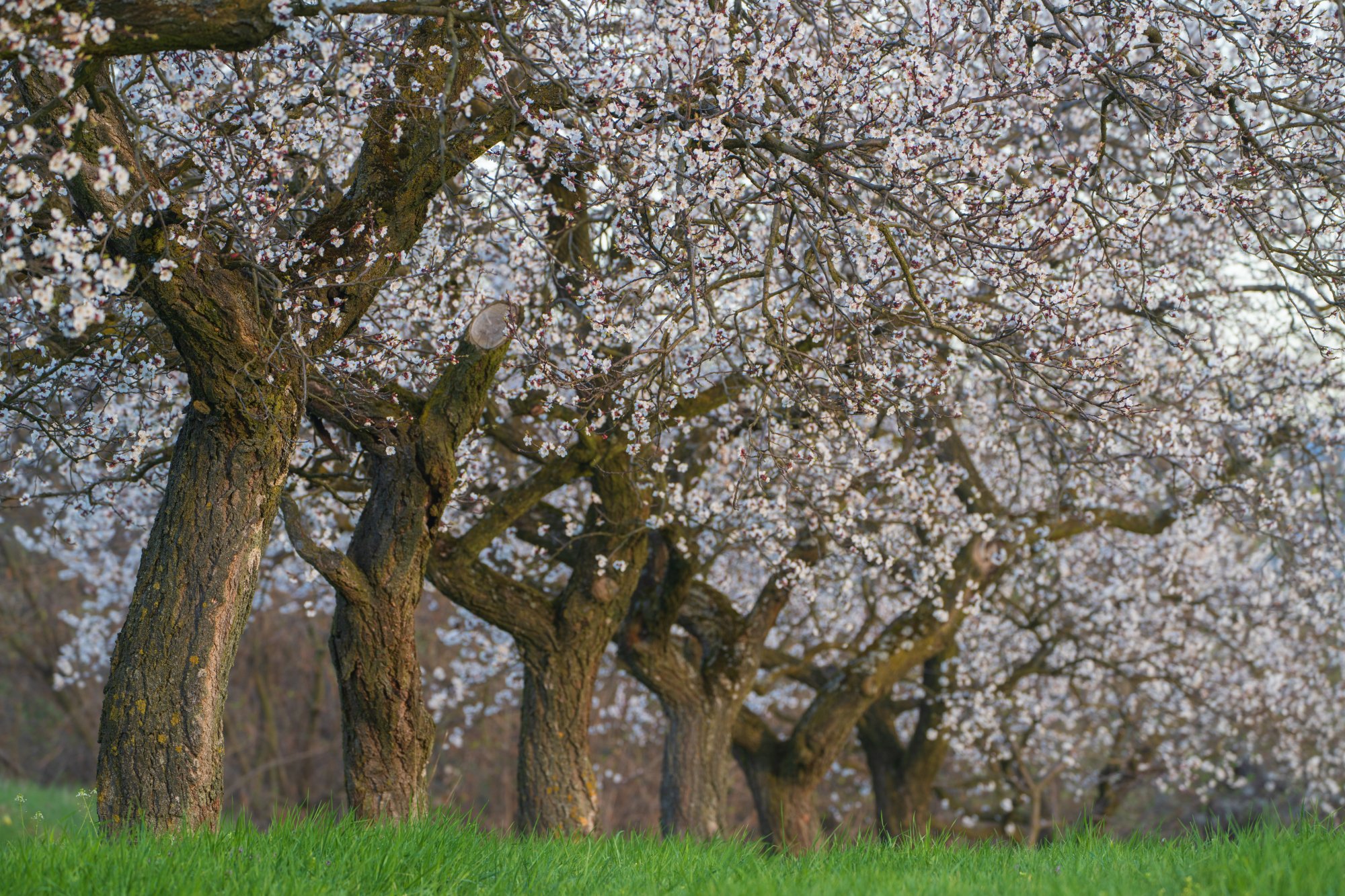 A line of blossoming Marillen trees in the Wachau valley, Austria