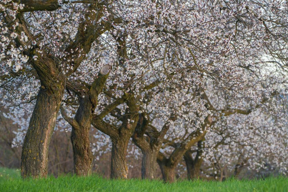 A line of blossoming Marillen trees in the Wachau valley, Austria
