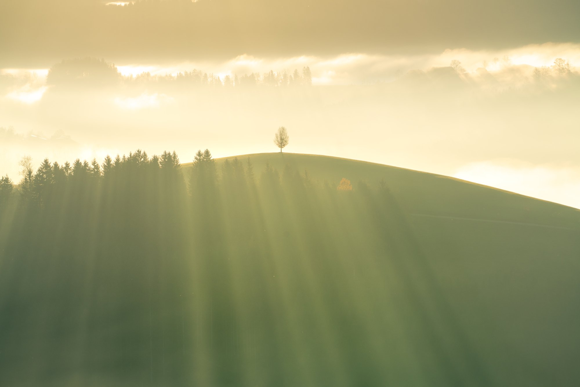 A lone tree on a hill during an autumn morning in Mostviertel, Austria