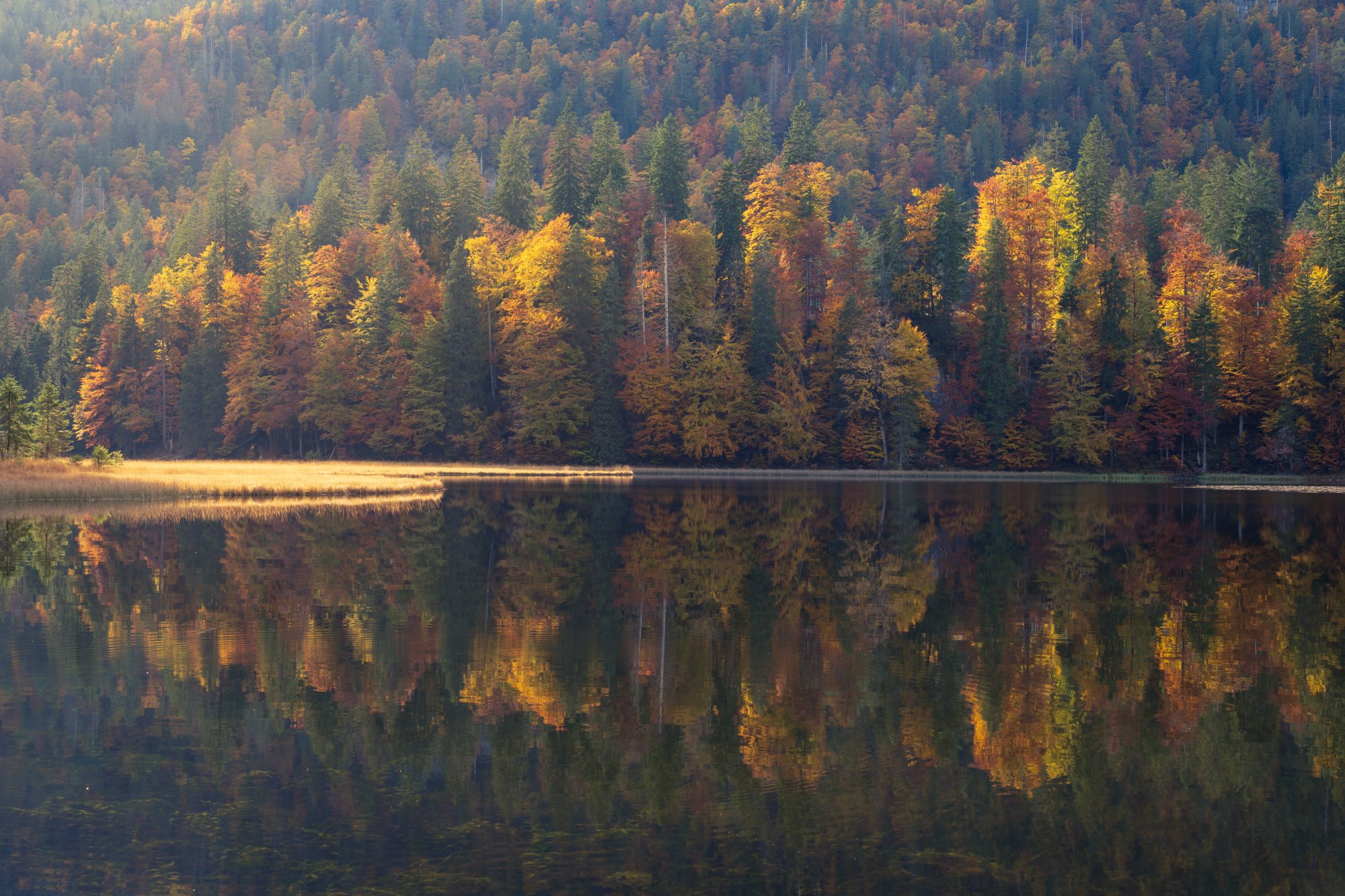 Dazzling autumn reflections at Obersee, Austria