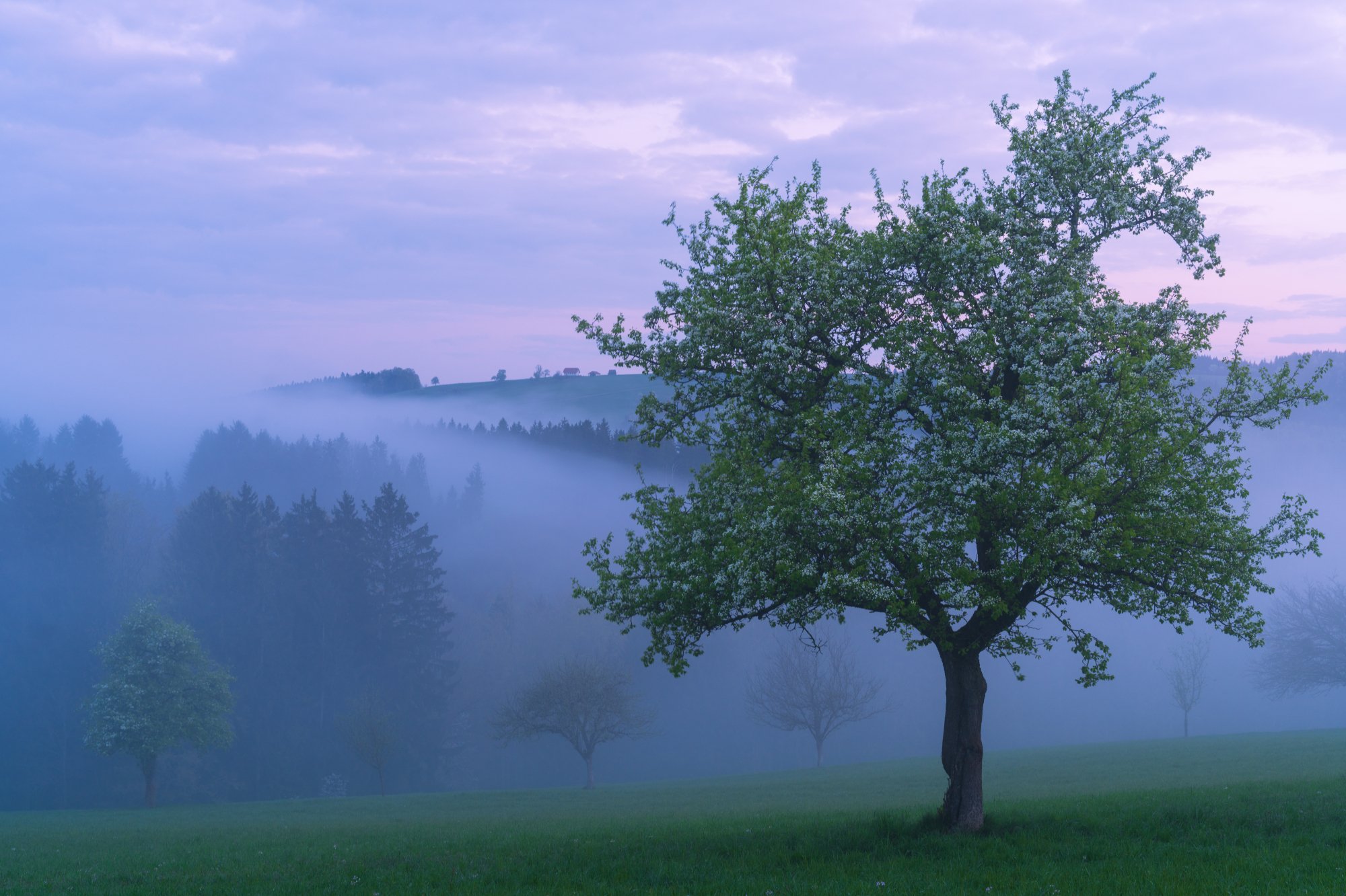 A eerie morning during the pear tree blossom season, Mostviertel, Austria
