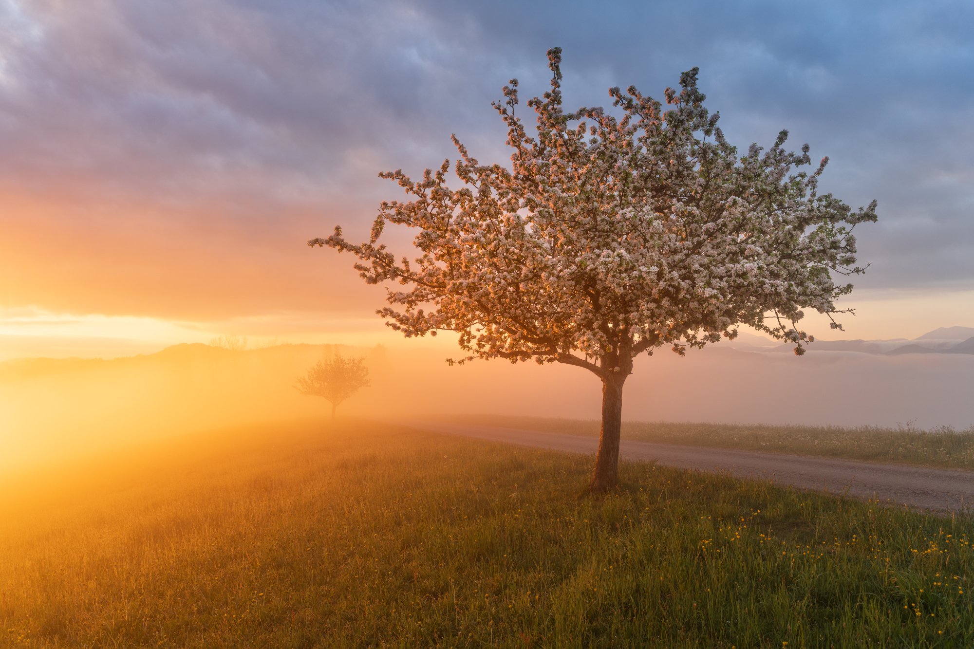 A blossom tree during a vibrant sunrise, Mostviertel, Austria