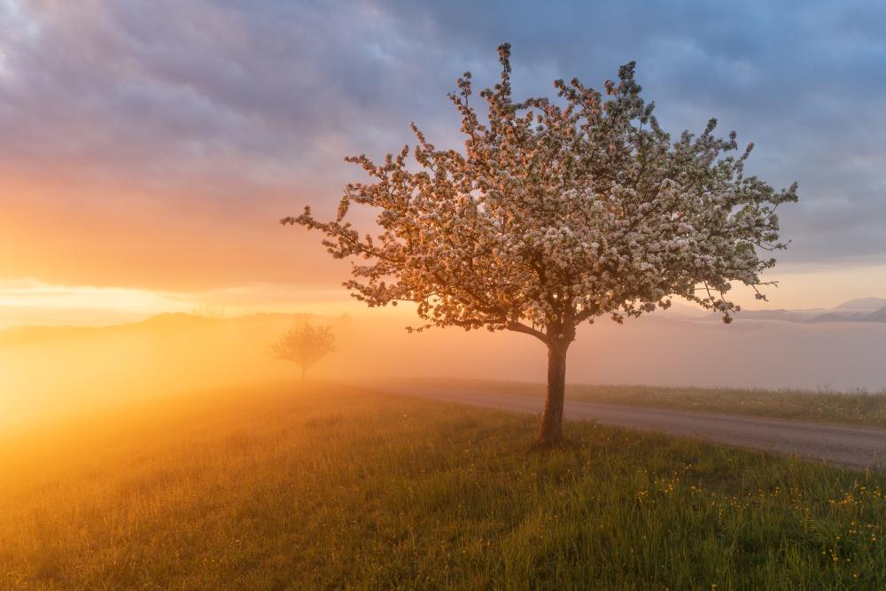 A blossom tree during a vibrant sunrise, Mostviertel, Austria