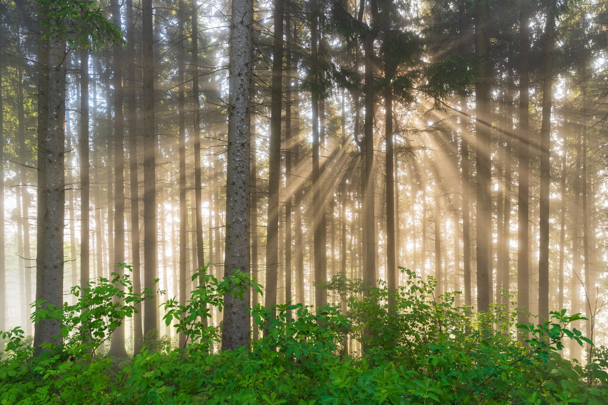 Angelic light in a small forest clouded in thick fog, St Leonhard, Austria