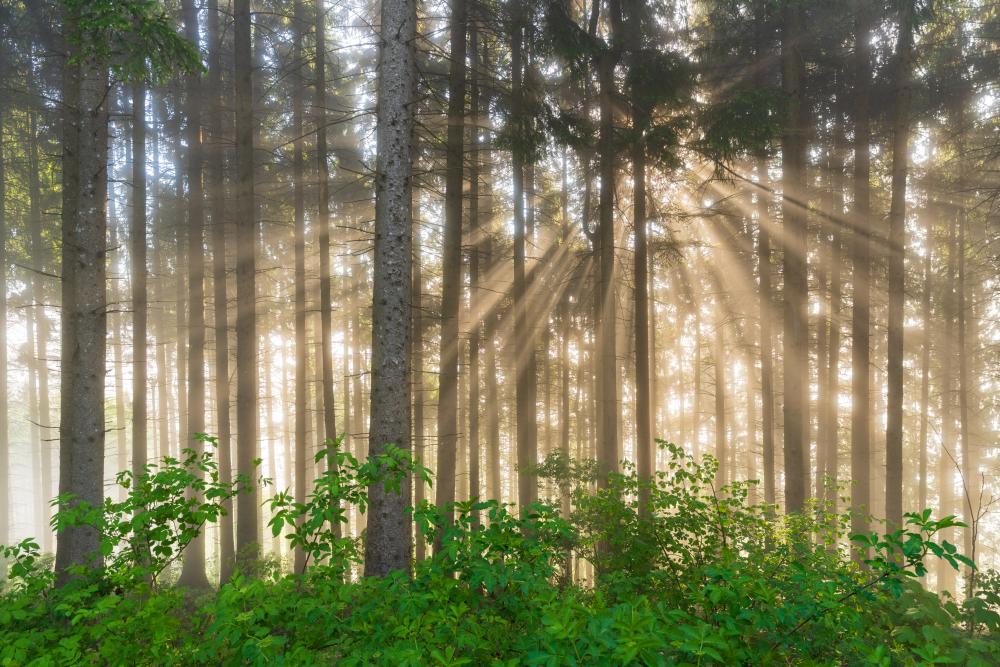 Angelic light in a small forest clouded in thick fog, St Leonhard, Austria