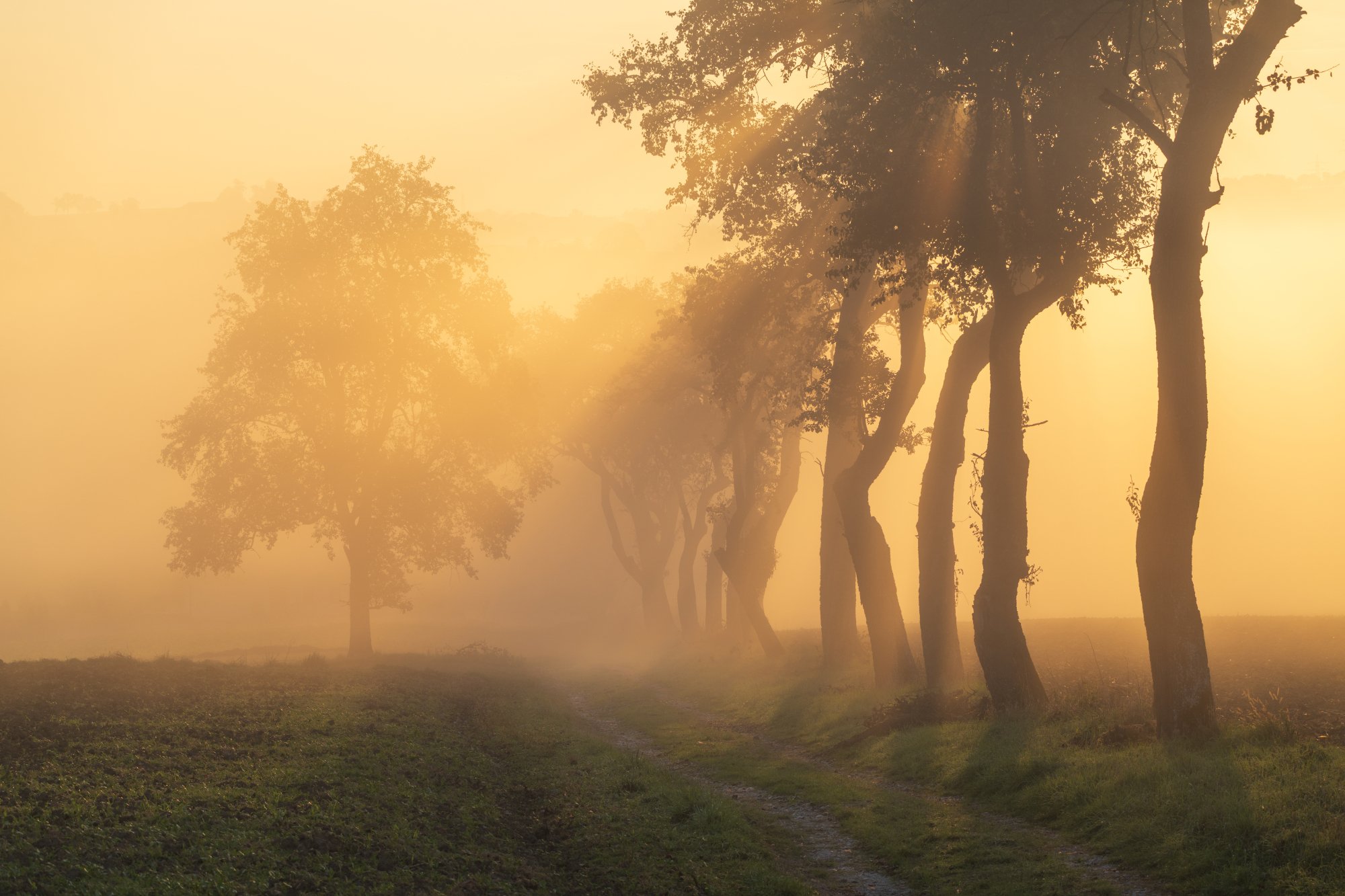 Tree-lined track in golden fog, Strengberg, Austria
