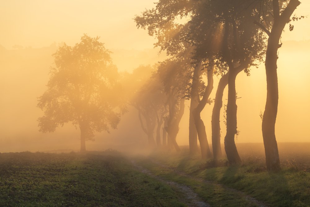 Tree-lined track in golden fog, Strengberg, Austria