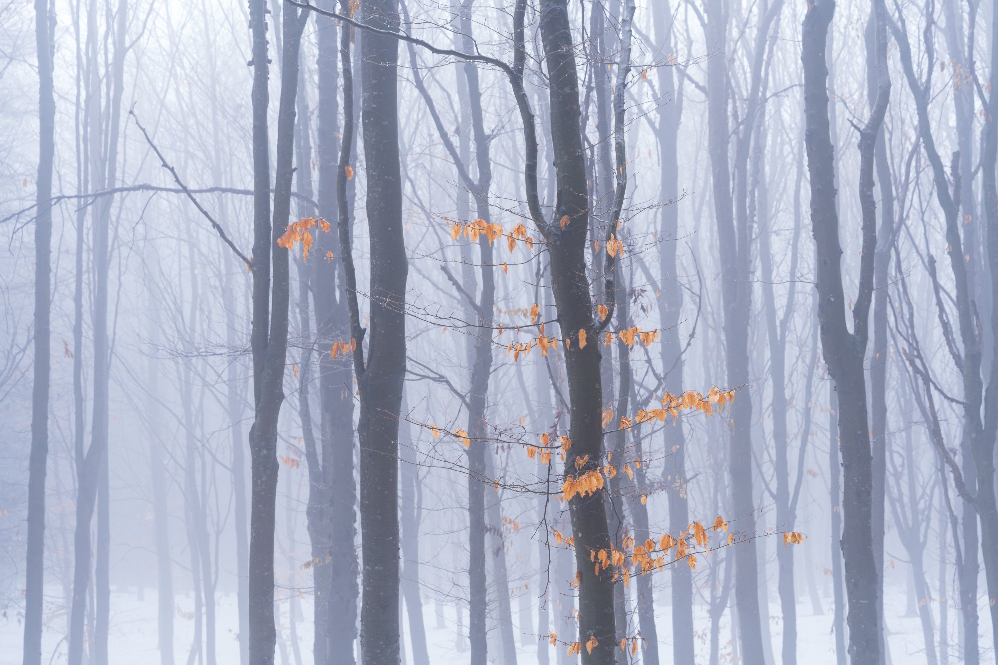 Kürnberg winter forest