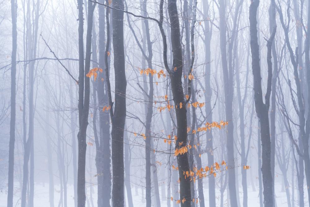 Kürnberg winter forest