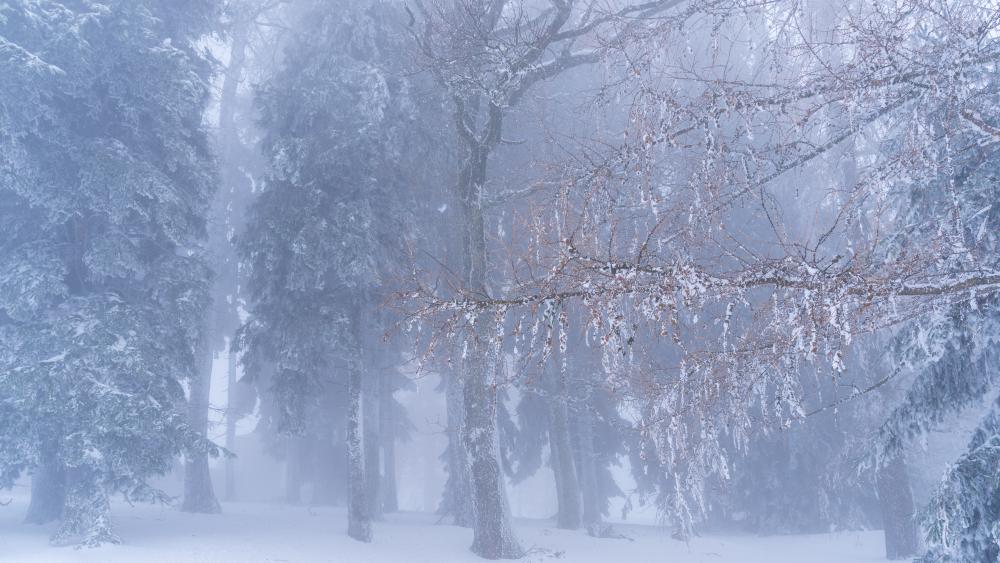 Ethereal winter forest in the hills of Mostviertel