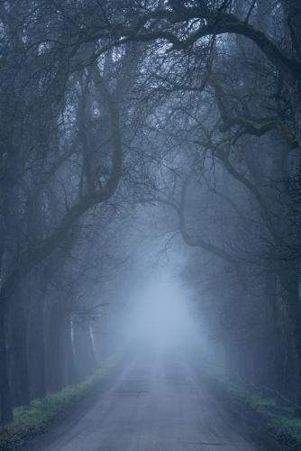 Tree lined road smothered in fog, Carinthia, Austria